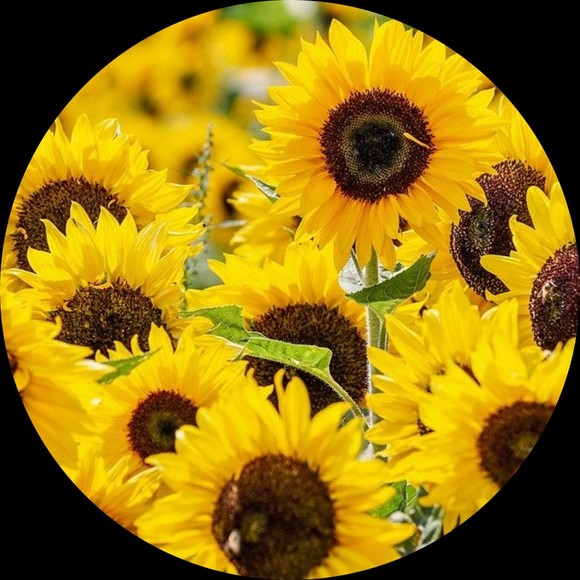 sunflowers2222